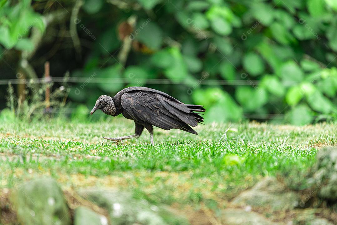 Abutre tomando banho de sol com um belo fundo de natureza Imagem JPG