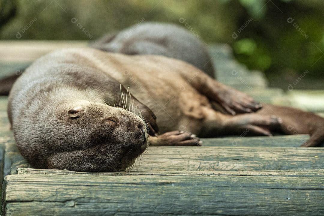 Casal de lontras dormindo depois do almoço Imagem JPG