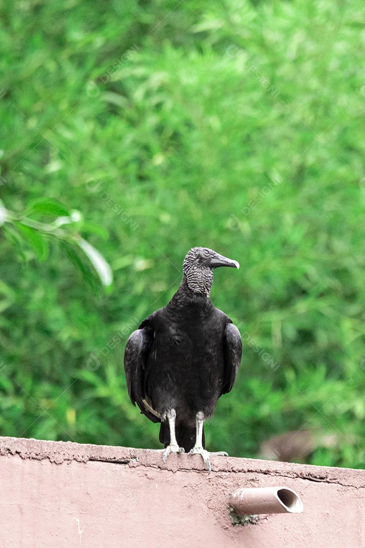 Abutre tomando banho de sol com um belo fundo de natureza Imagem JPG