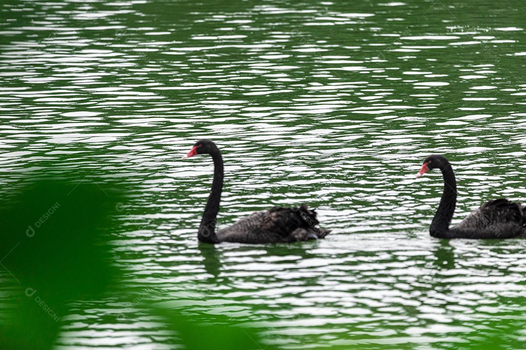 Cisne negro nadando calmamente pelas águas calmas do lago Imagem JPG