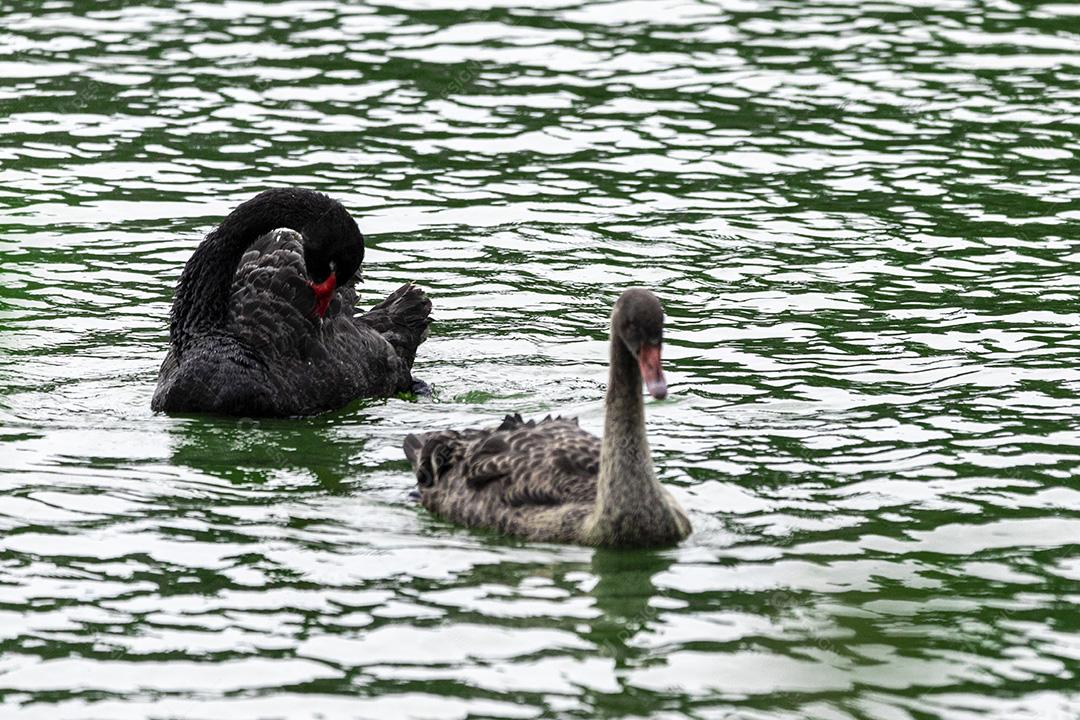 Cisne negro nadando calmamente pelas águas calmas do lago Imagem JPG