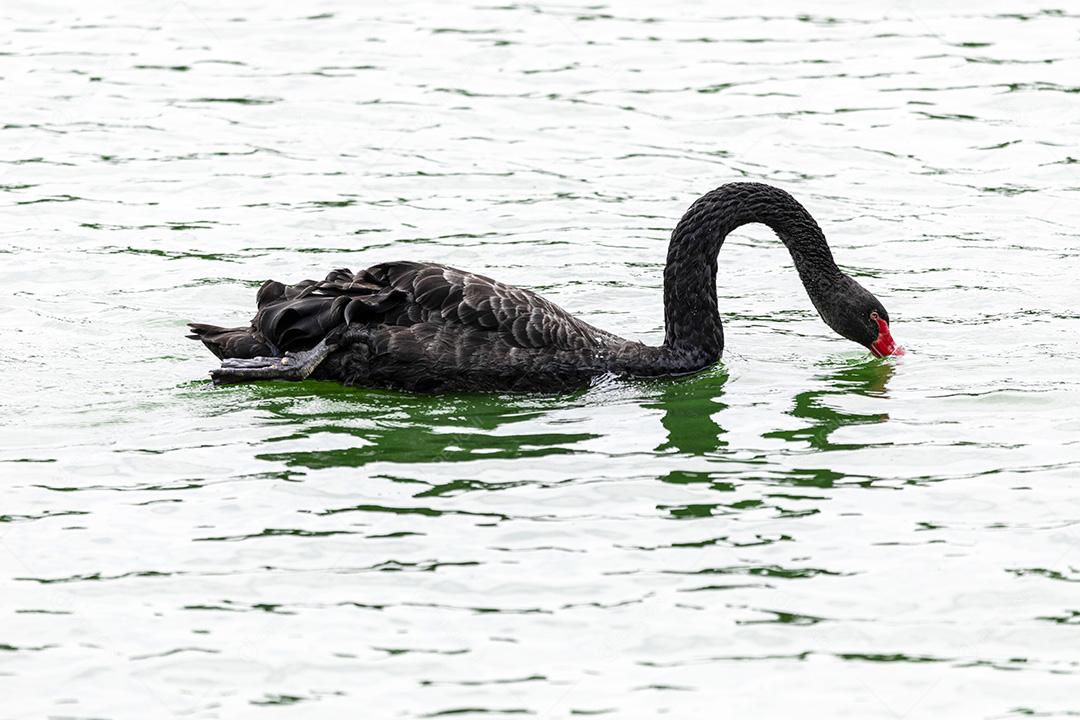 Cisne negro nadando calmamente pelas águas calmas do lago Imagem JPG