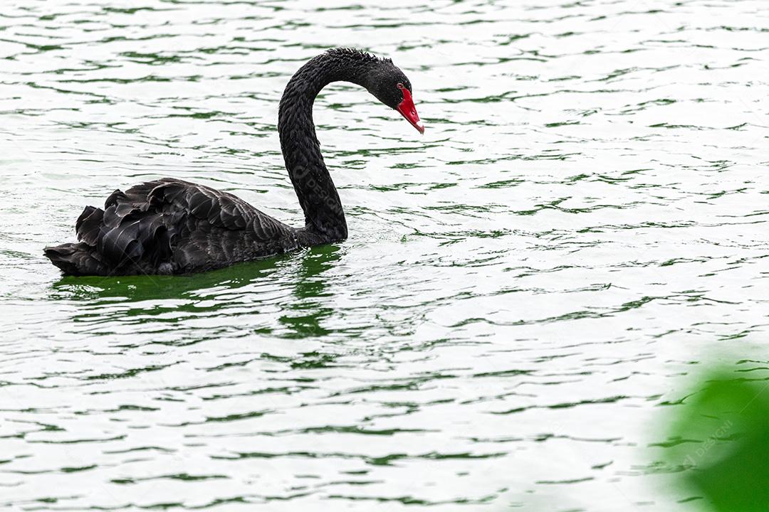 Cisne negro nadando calmamente pelas águas calmas do lago Imagem JPG