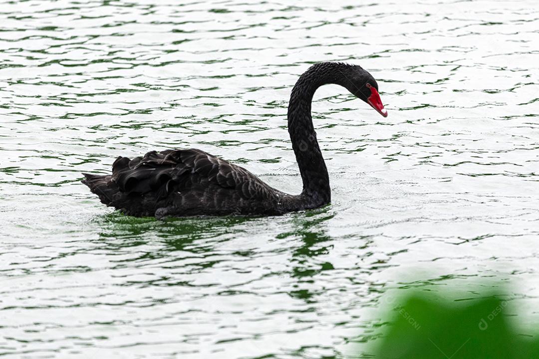 Cisne negro nadando calmamente pelas águas calmas do lago Imagem JPG