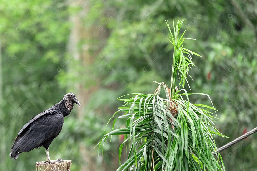 Abutre tomando banho de sol com um belo fundo de natureza Imagem JPG