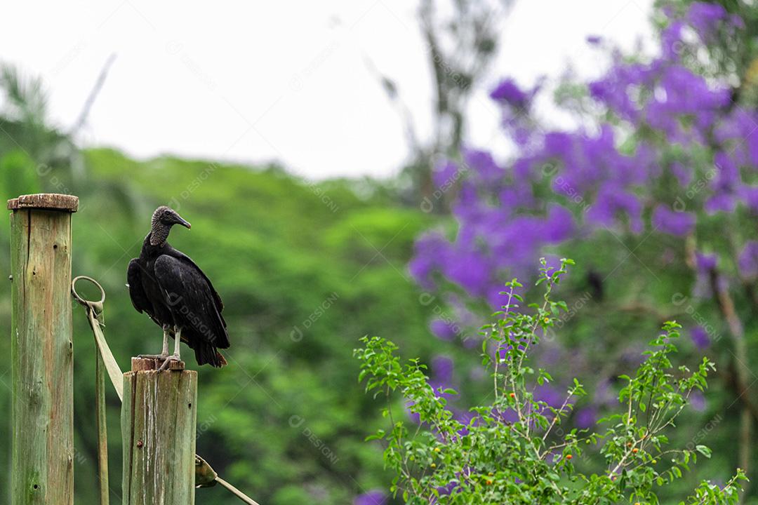 Abutre tomando banho de sol com um belo fundo de natureza Imagem JPG