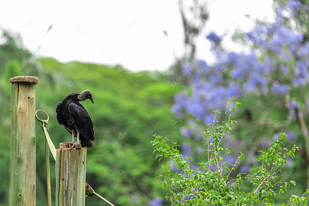 Abutre tomando banho de sol com um belo fundo de natureza Imagem JPG
