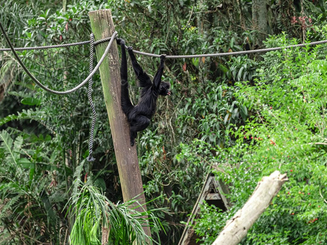 Macaco andando nas cordas no parque do zoológico Imagem JPG