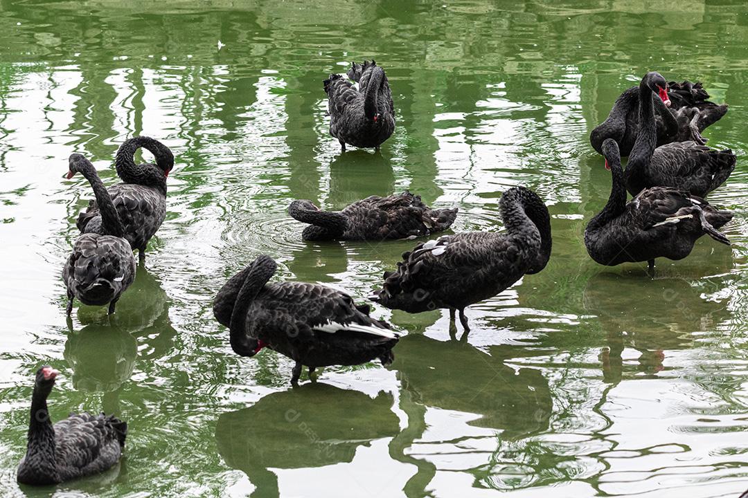 Cisne negro nadando calmamente pelas águas calmas do lago Imagem JPG