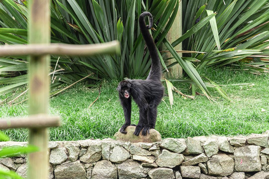 Macaco andando nas cordas no parque do zoológico Imagem JPG