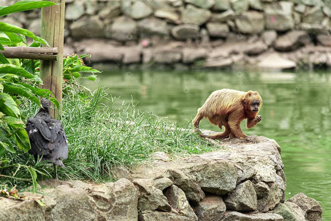 Macaco andando nas cordas no parque do zoológico Imagem JPG