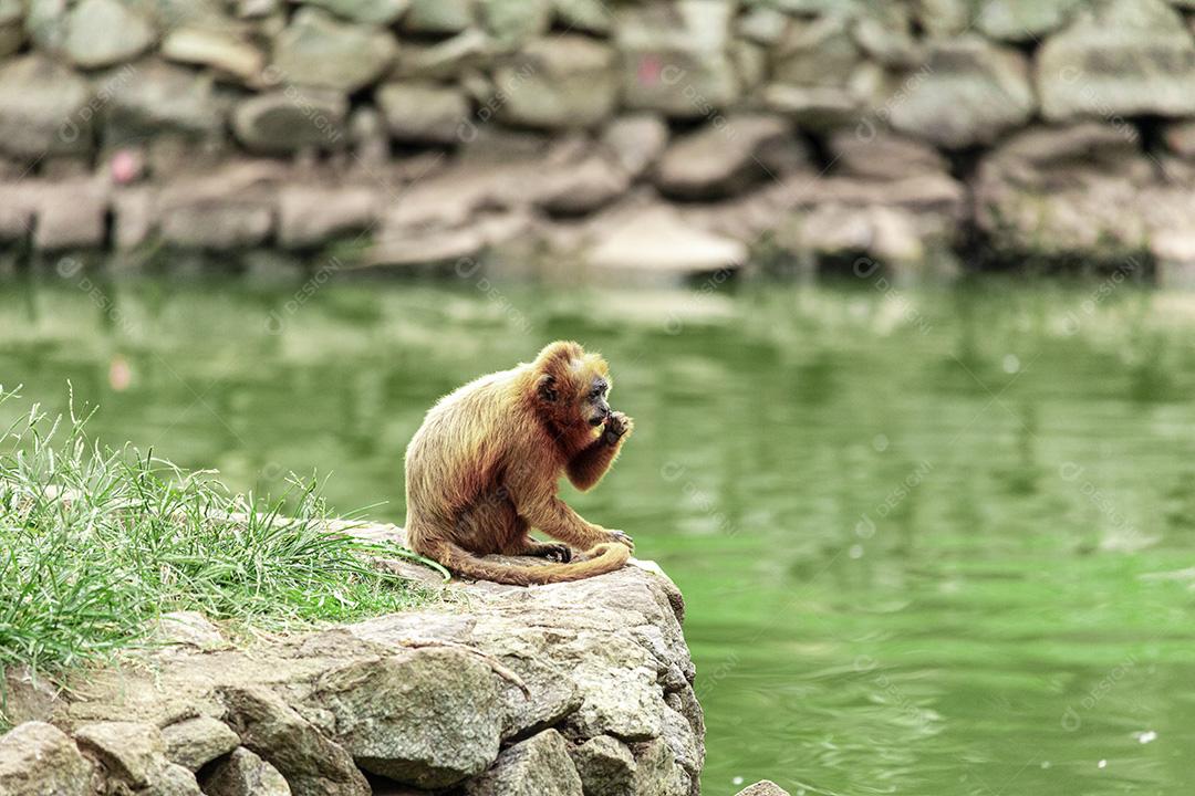 Macaco andando nas cordas no parque do zoológico Imagem JPG