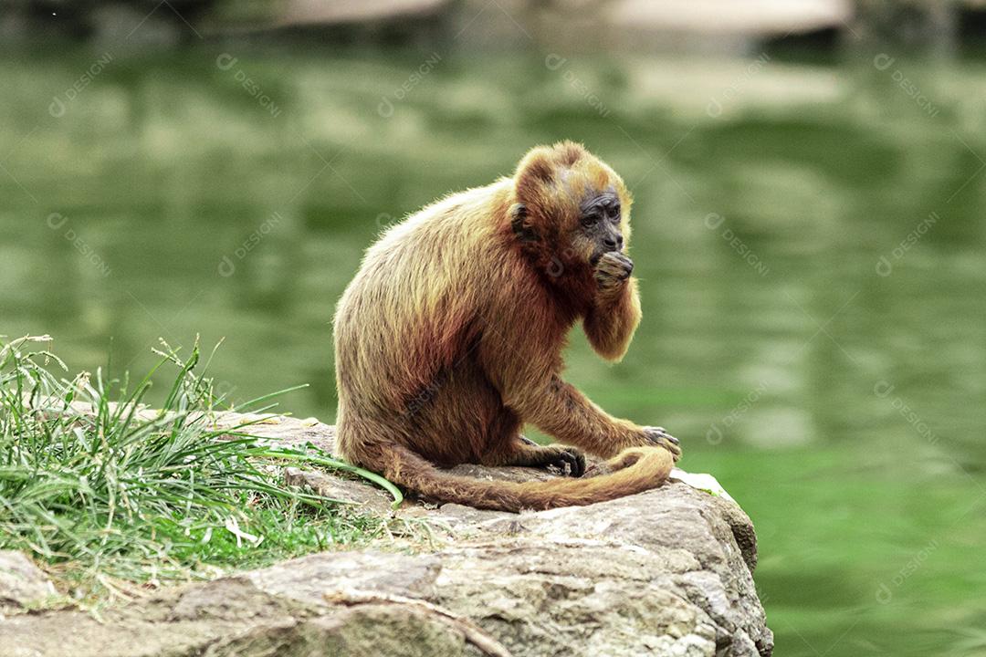 Macaco andando nas cordas no parque do zoológico Imagem JPG