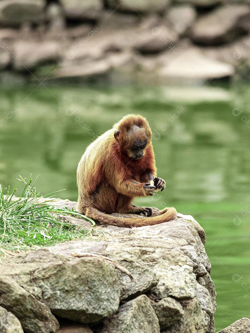 Macaco andando nas cordas no parque do zoológico Imagem JPG