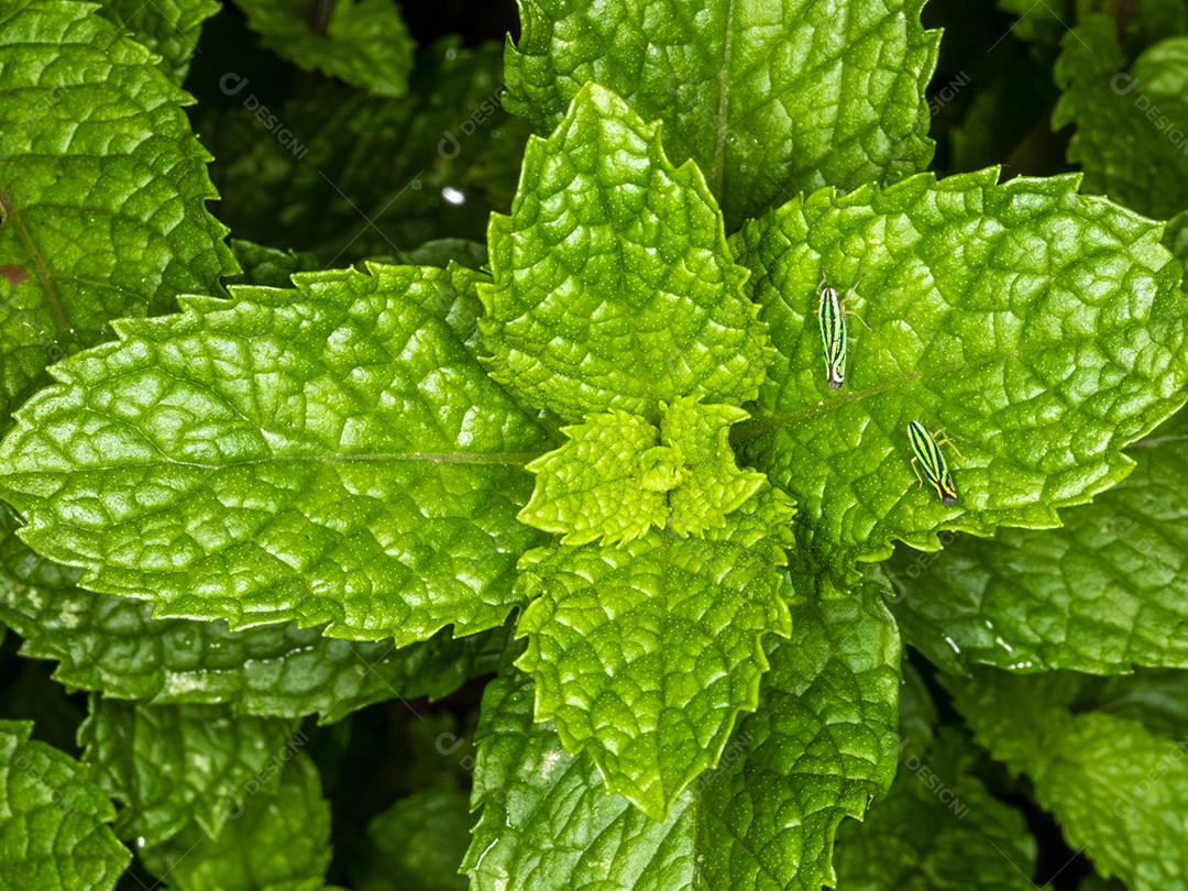 Planta hortela folha verde Imagem JPG