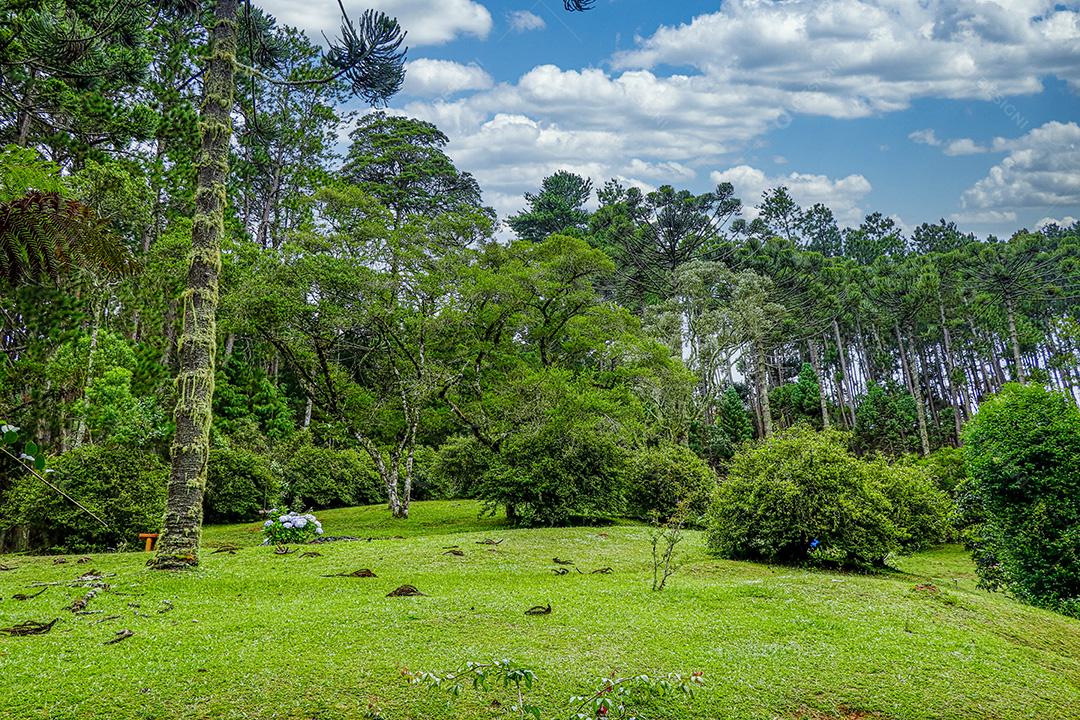 Paisagem arvores campo floresta Imagem JPG