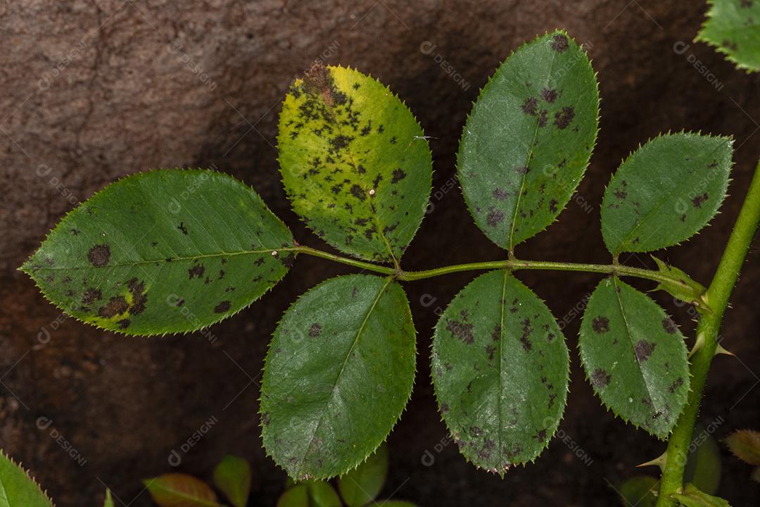 Planta folhas verde arvores floresta Imagem JPG