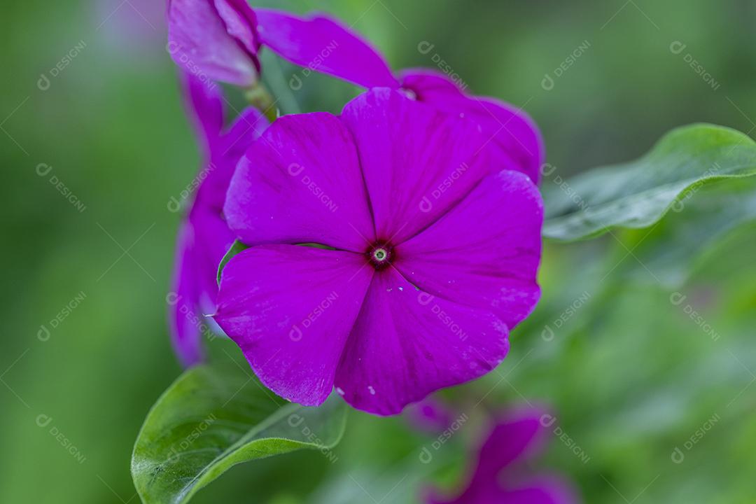 flor phlox planta floresta Imagem JPG