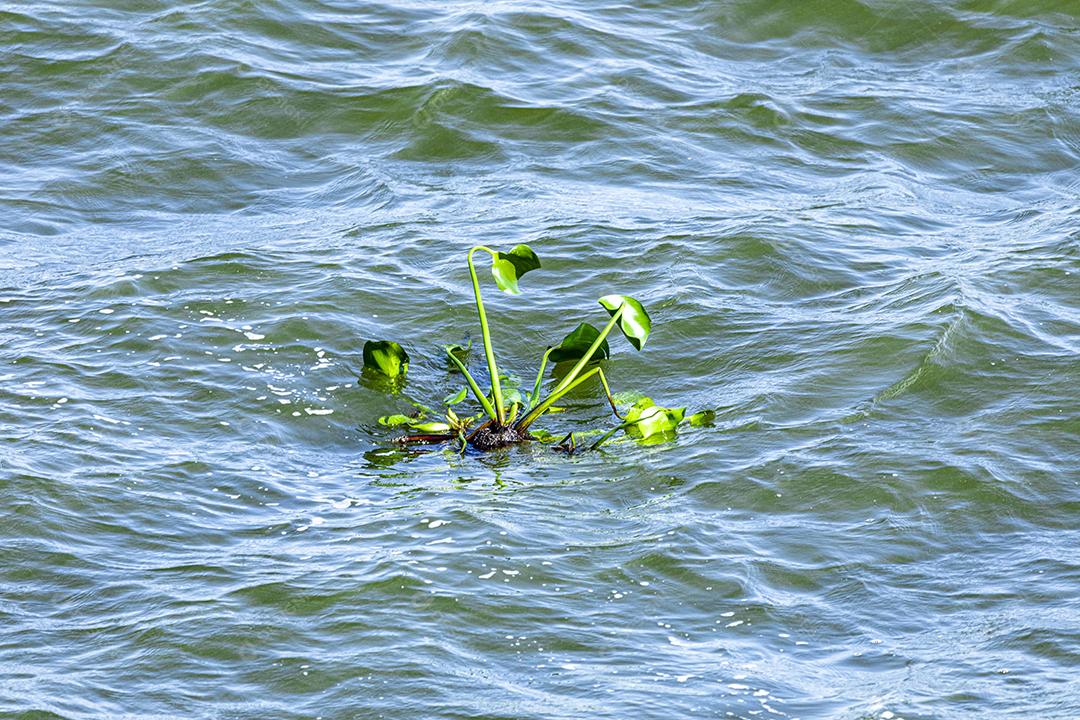 Planta galho no meio do mar boiando Imagem JPG