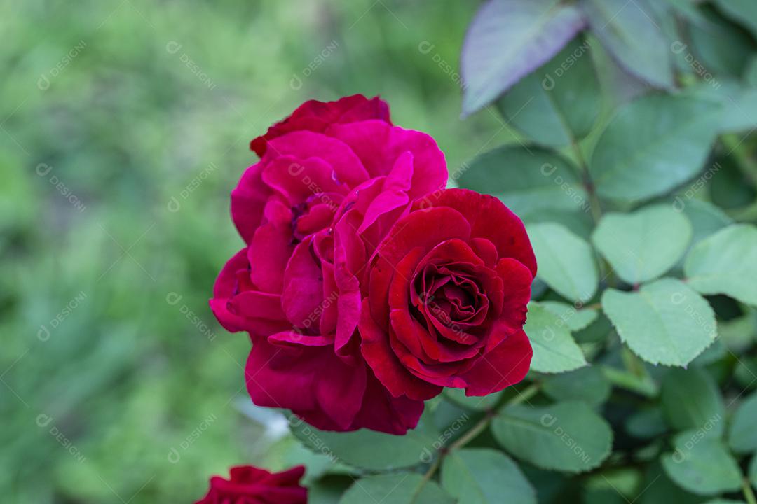 Flor rosa Mister Lincoln floresta Imagem JPG