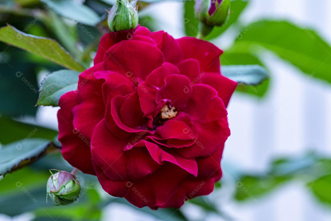 Flor rosa Mister Lincoln floresta Imagem JPG