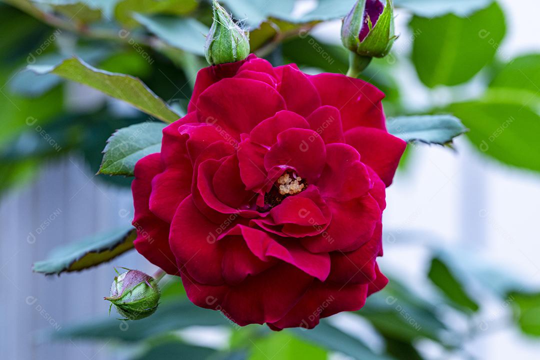 Flor rosa Mister Lincoln floresta Imagem JPG