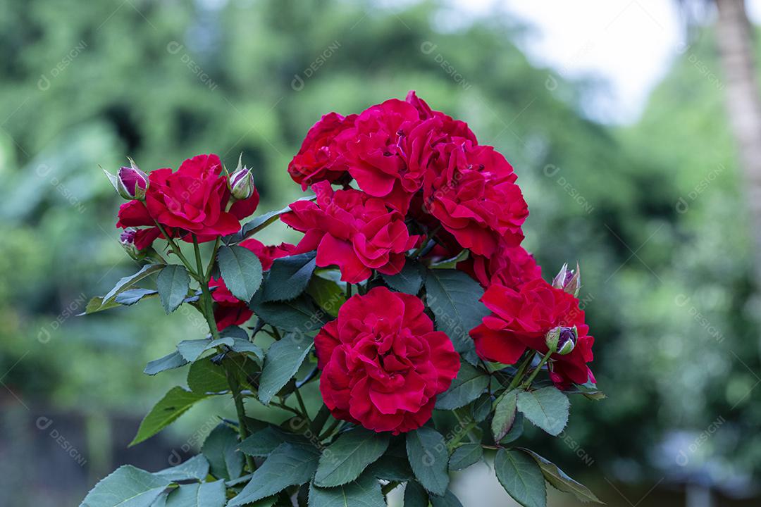 Flor rosa Mister Lincoln floresta Imagem JPG