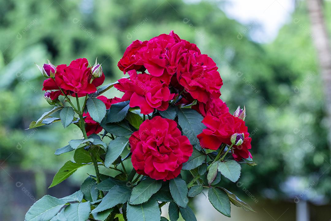 Flor rosa floresta Imagem JPG