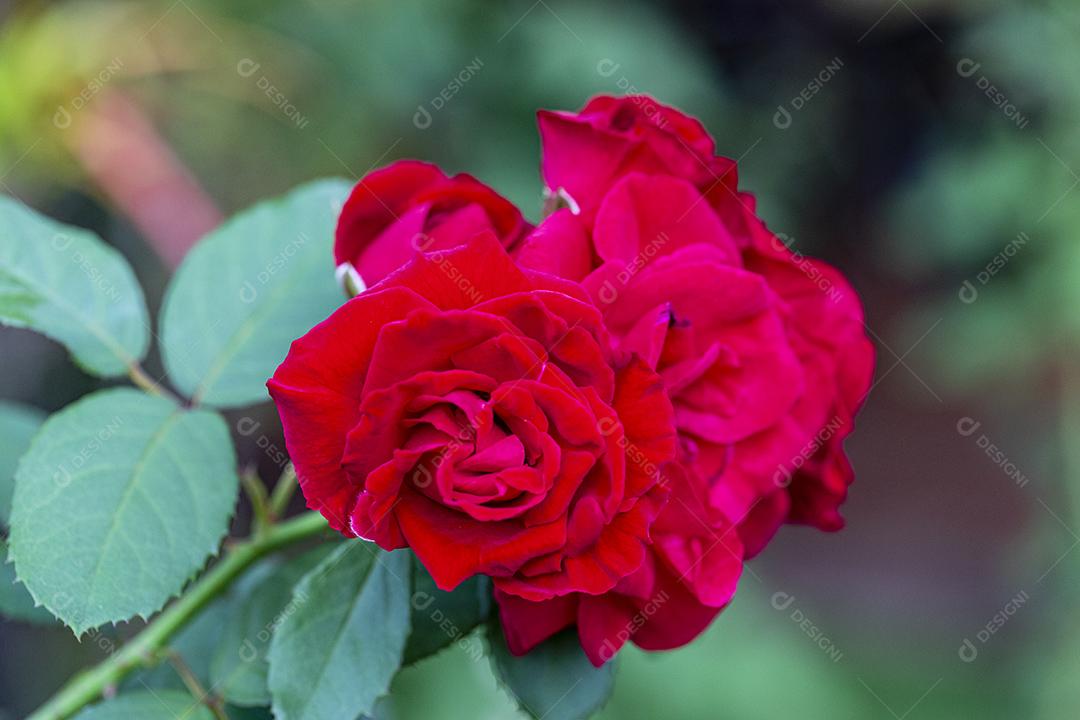 Flor Rosa Veterans Honor planta Imagem JPG