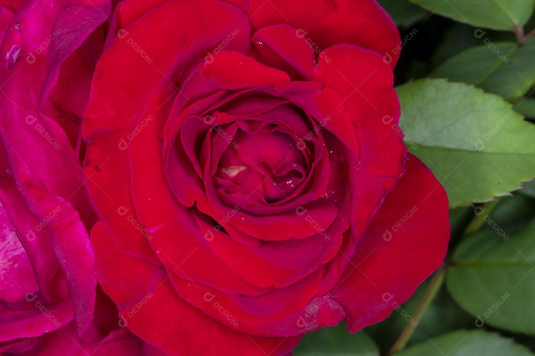 Flor Rosa Veterans Honor planta Imagem JPG