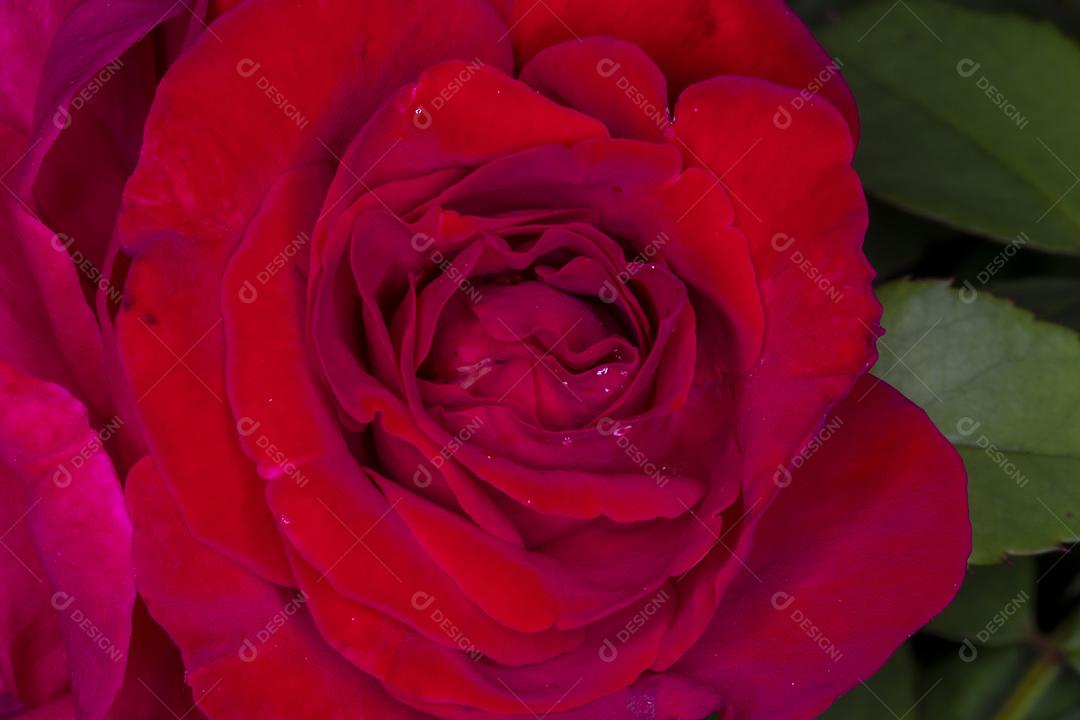 Flor Rosa Veterans Honor planta Imagem JPG