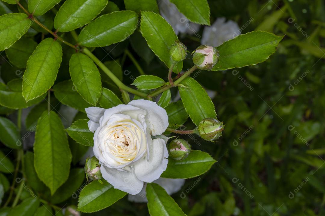 Flor planta Rosa sempervirens Imagem JPG