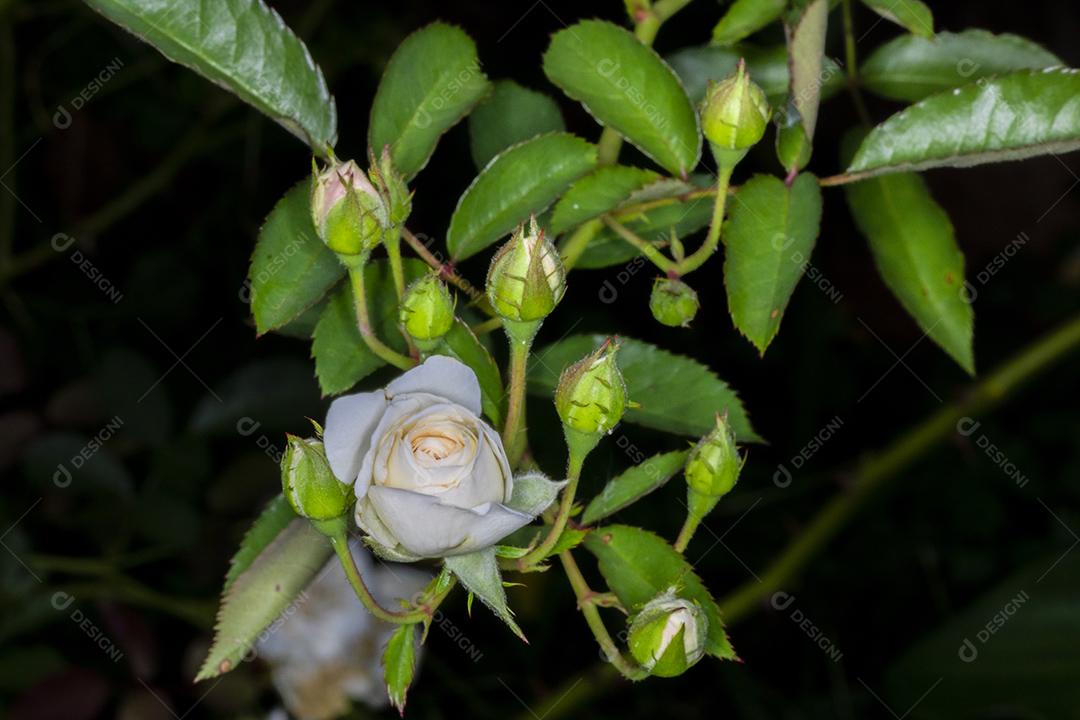 Flor planta Rosa sempervirens Imagem JPG