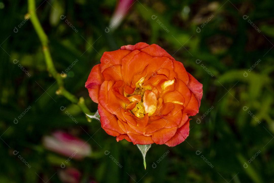 planta flor rosas Imagem JPG