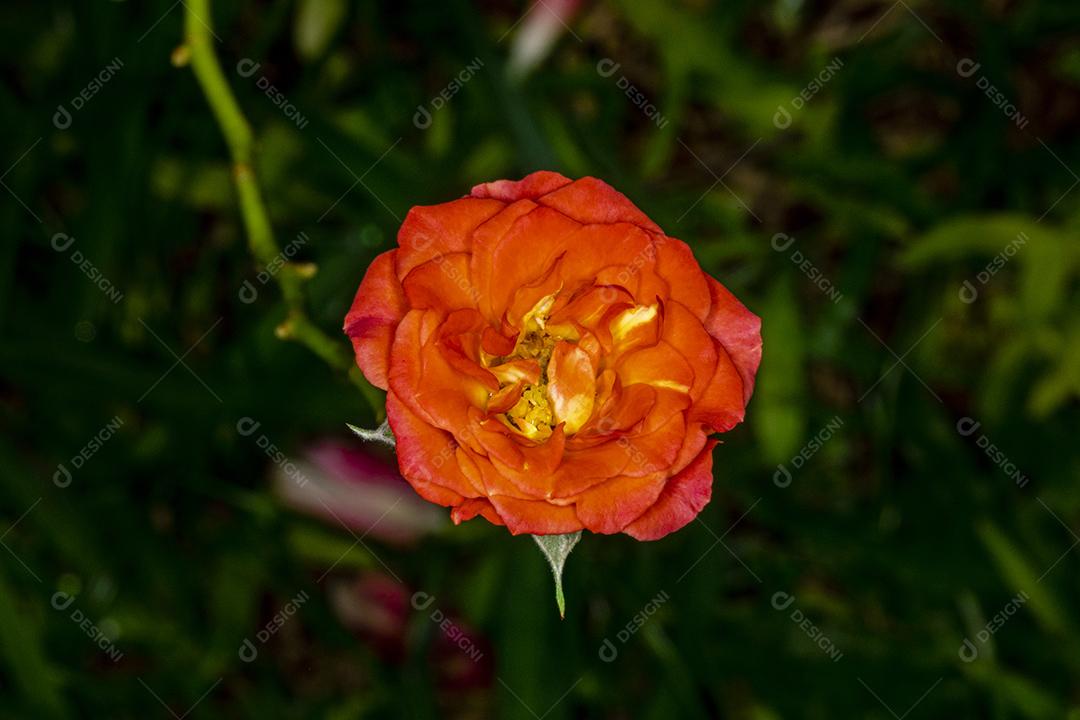 Flor planta Rosa Miniatyrros Group Imagem JPG