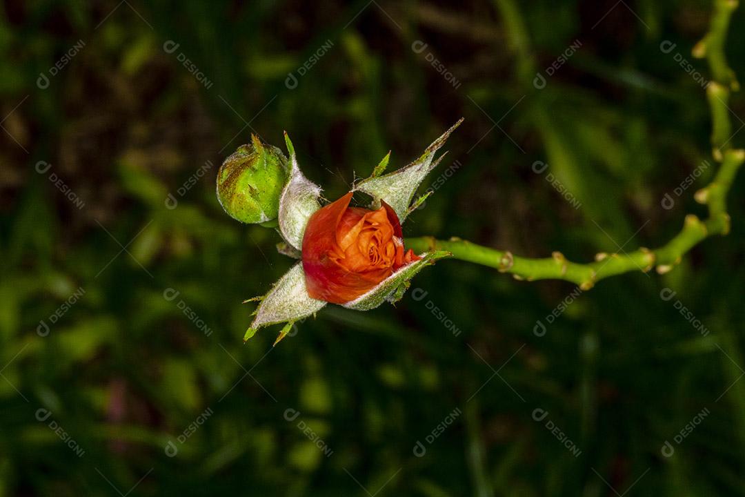 flor rosa planta floresta Imagem JPG