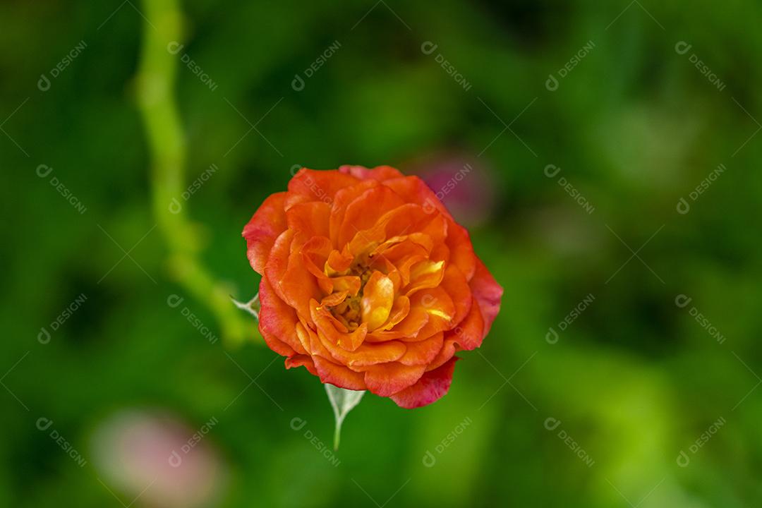 Flor planta Rosa Miniatyrros Group Imagem JPG