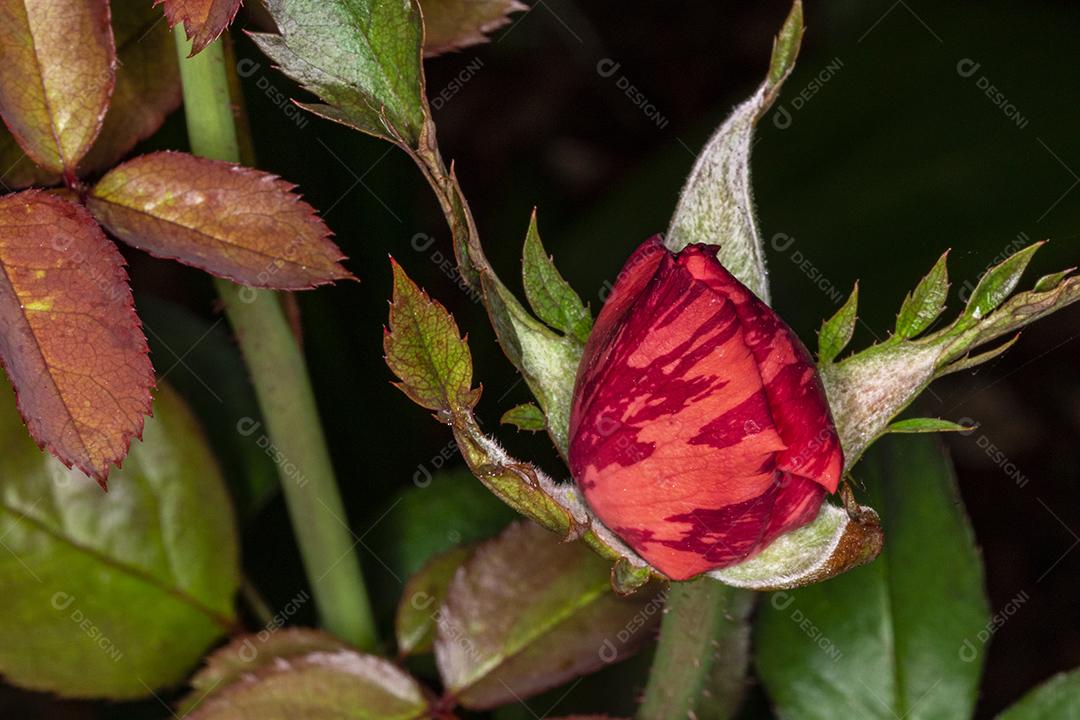 Flor planta Rosa Miniatyrros Group Imagem JPG