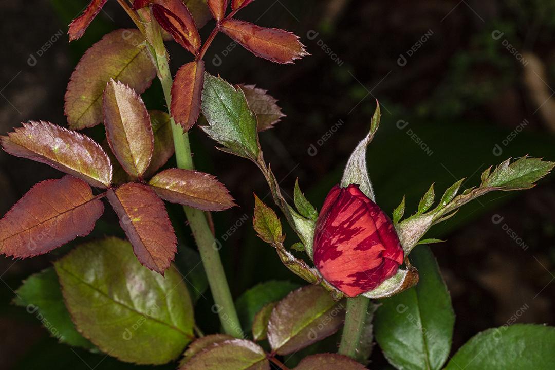 Flor planta Rosa rubra Imagem JPG