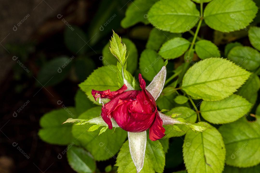 Flor planta Rosa Rugosa Group Imagem JPG