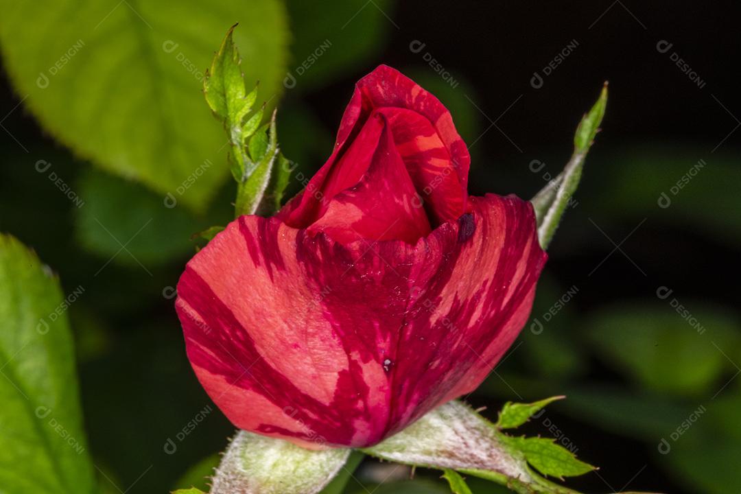 Flor planta Rosa Imagem JPG