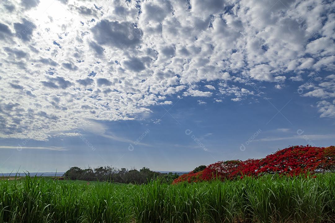 Paisagem campo ceu nublado dia ensolarado arvore Flamboiã Imagem JPG