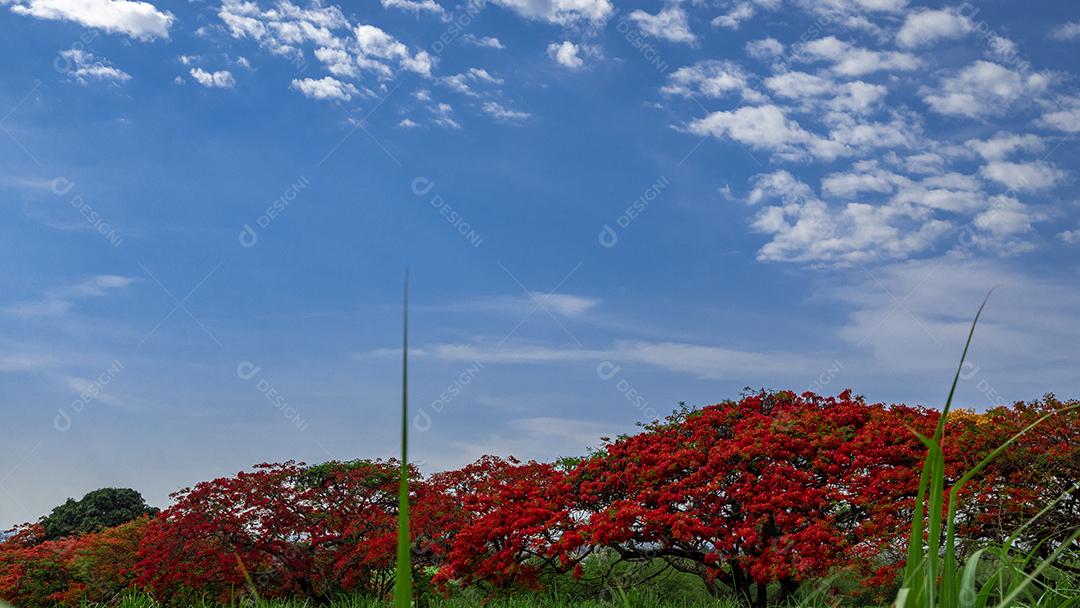 Paisagem campo ceu nublado dia ensolarado arvore Flamboiã Imagem JPG