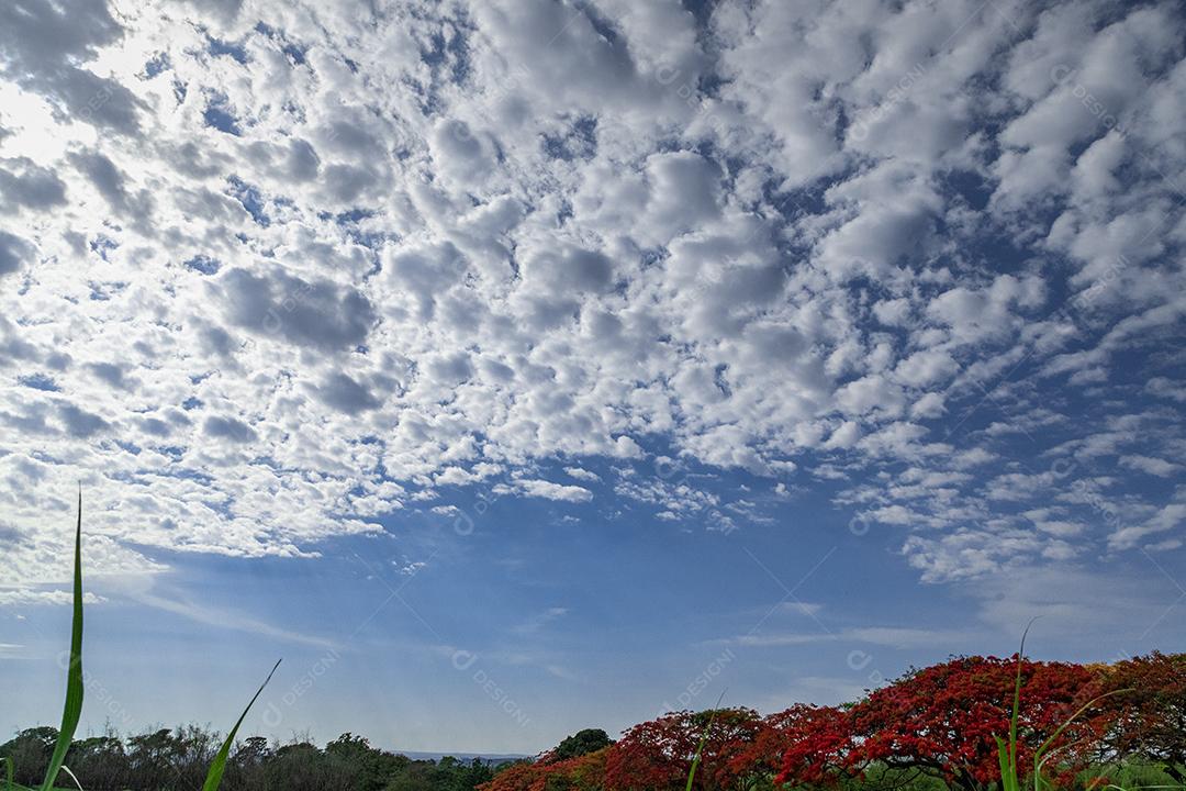 Paisagem campo ceu nublado dia ensolarado arvore Flamboiã Imagem JPG