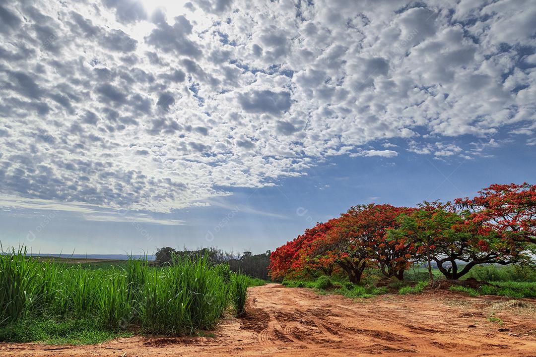 Paisagem campo ceu nublado dia ensolarado arvore Flamboiã Imagem JPG