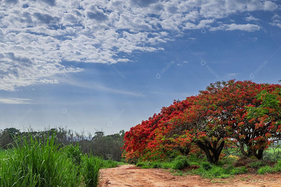 Fotos Delonix regia. Vista geral de uma árvore florida Brasil Pantanal América do Sul