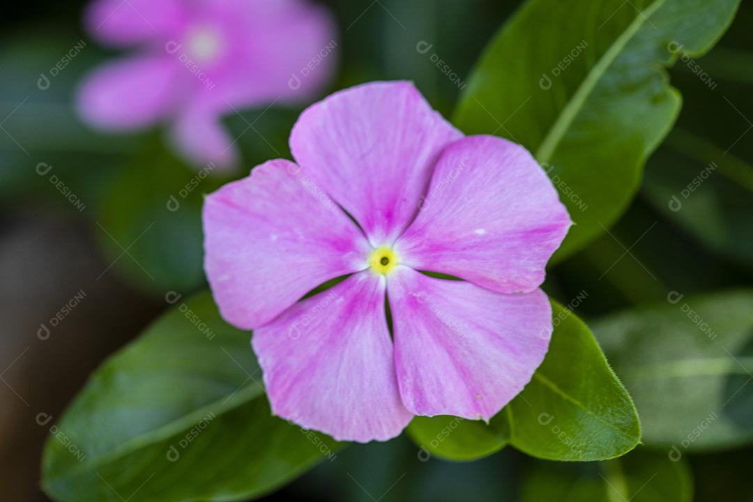 Flor planta Rosa folha Imagem JPG