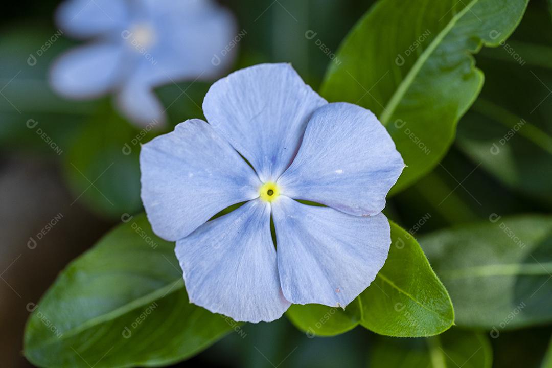 Flor planta Rosa folha Imagem JPG