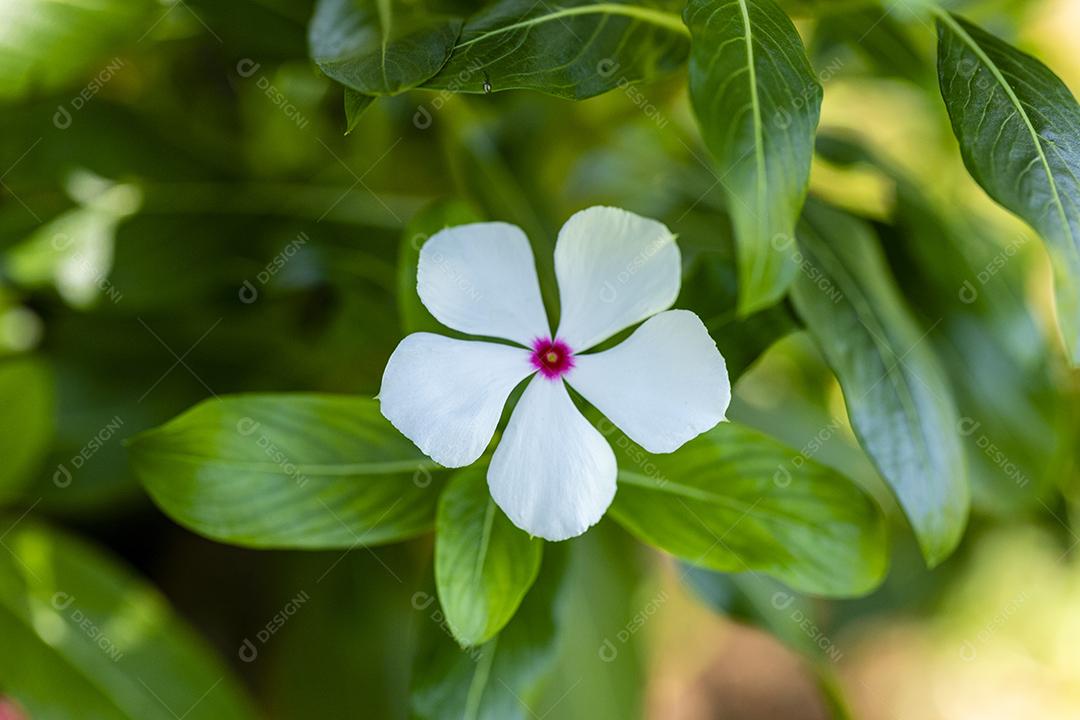 Flor planta Rosa folha Imagem JPG