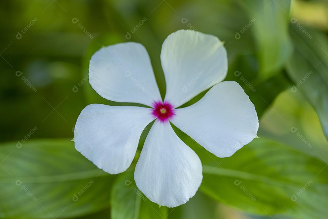Flor planta Rosa folha Imagem JPG